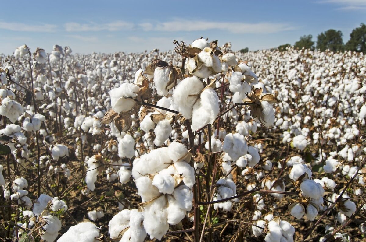 field of growing cotton